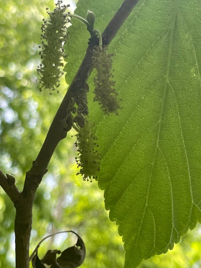 Sex ID?
