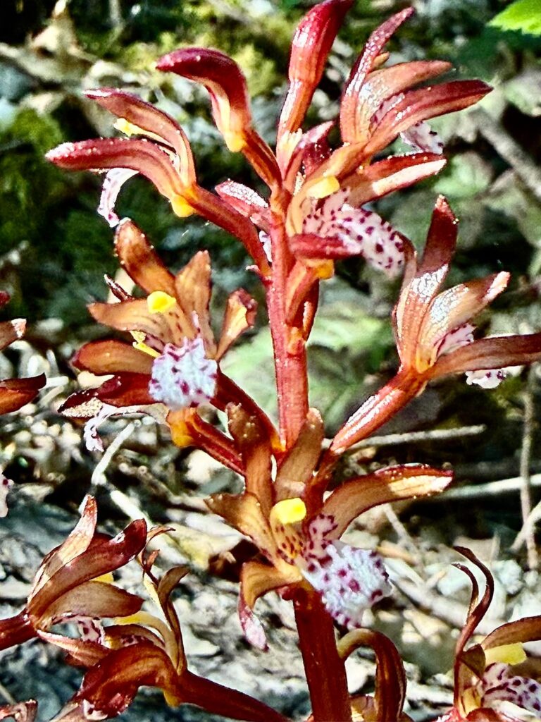 Spotted coral-root, native terrestrial orchid