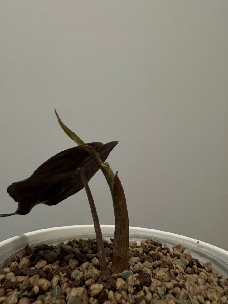 Something tells me this new leaf is gonna be massive ….