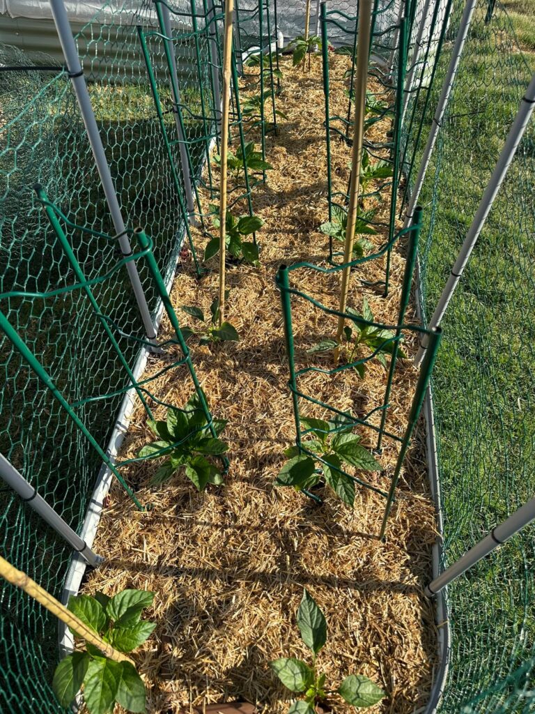 1 month of pepper growth