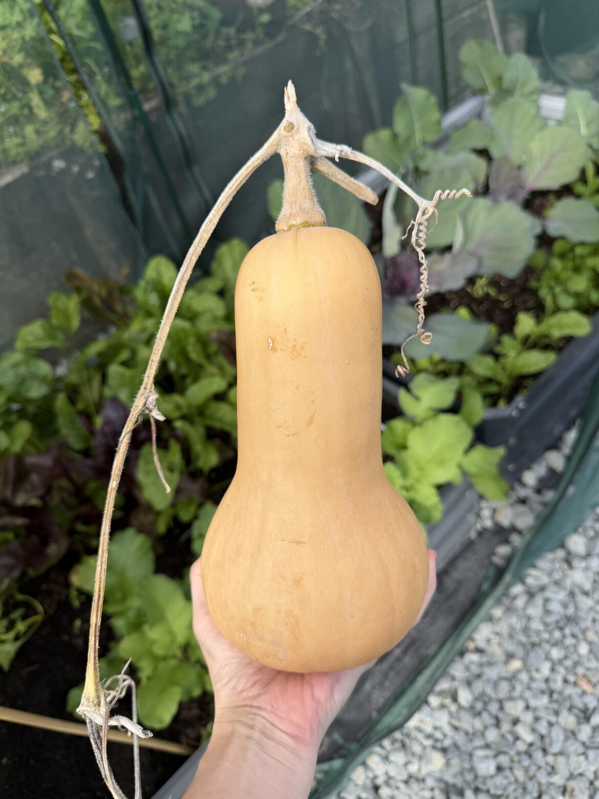 Butternut squash