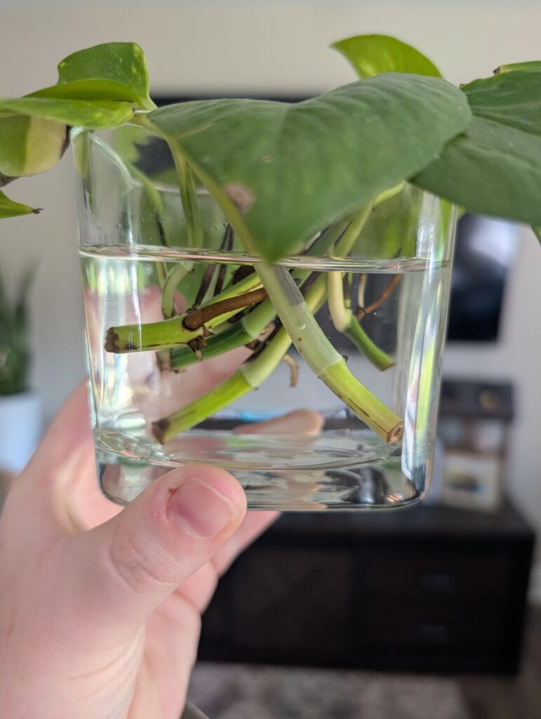 Pothos not propagating