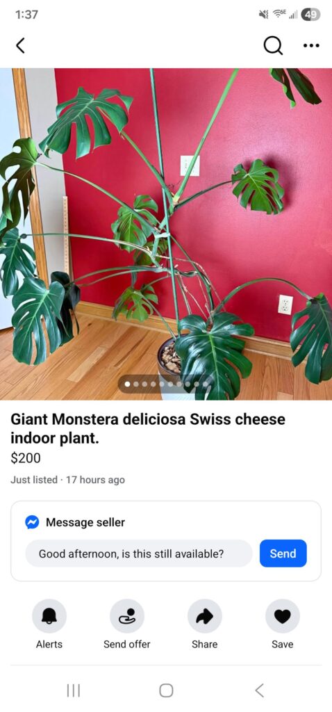 5 years old monstera on Marketplace