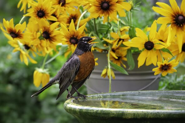 Robin at birdbath Robin at birdbath