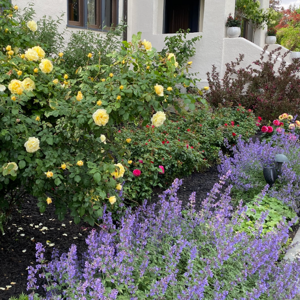 Rose Rock Gardens Tour Van Vleck Gardens