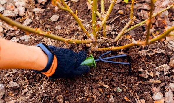 Picture of a gardener digging around a rose flowerbed Picture of a gardener digging around a rose flowerbed