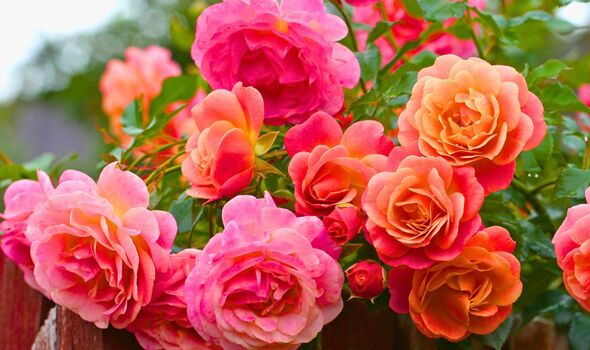Picture of roses in full bloom Picture of roses in full bloom