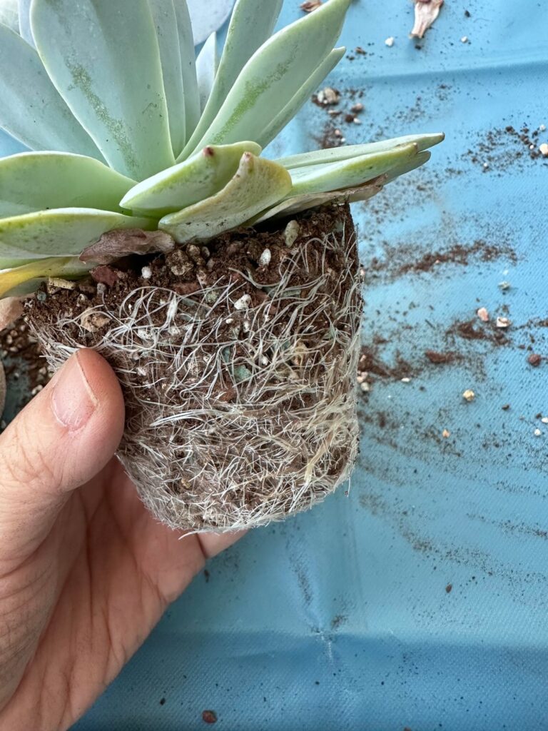 Those roots!