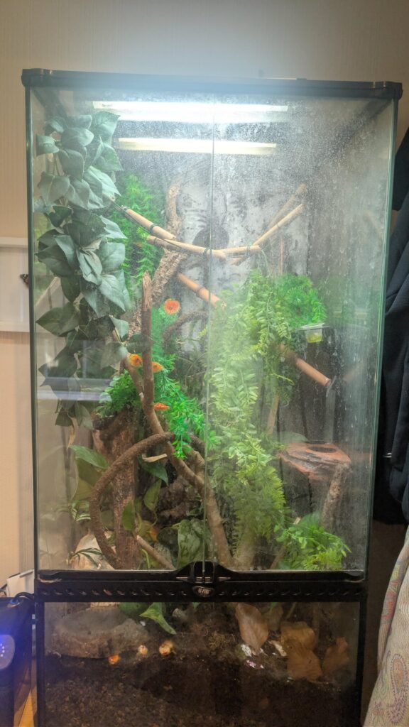 How to improve these 2 vivs? (Apart from clean glass)