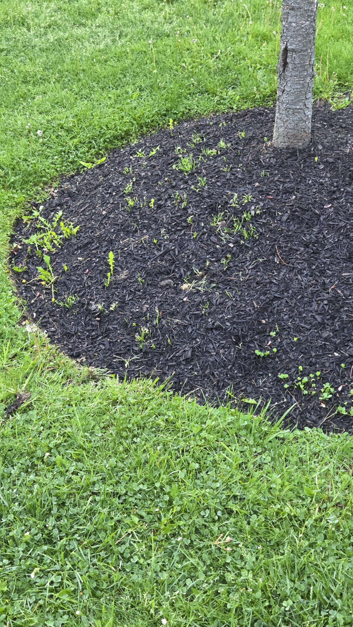 New mulch around the tree, just started seeing these grass and weeds coming through. NY