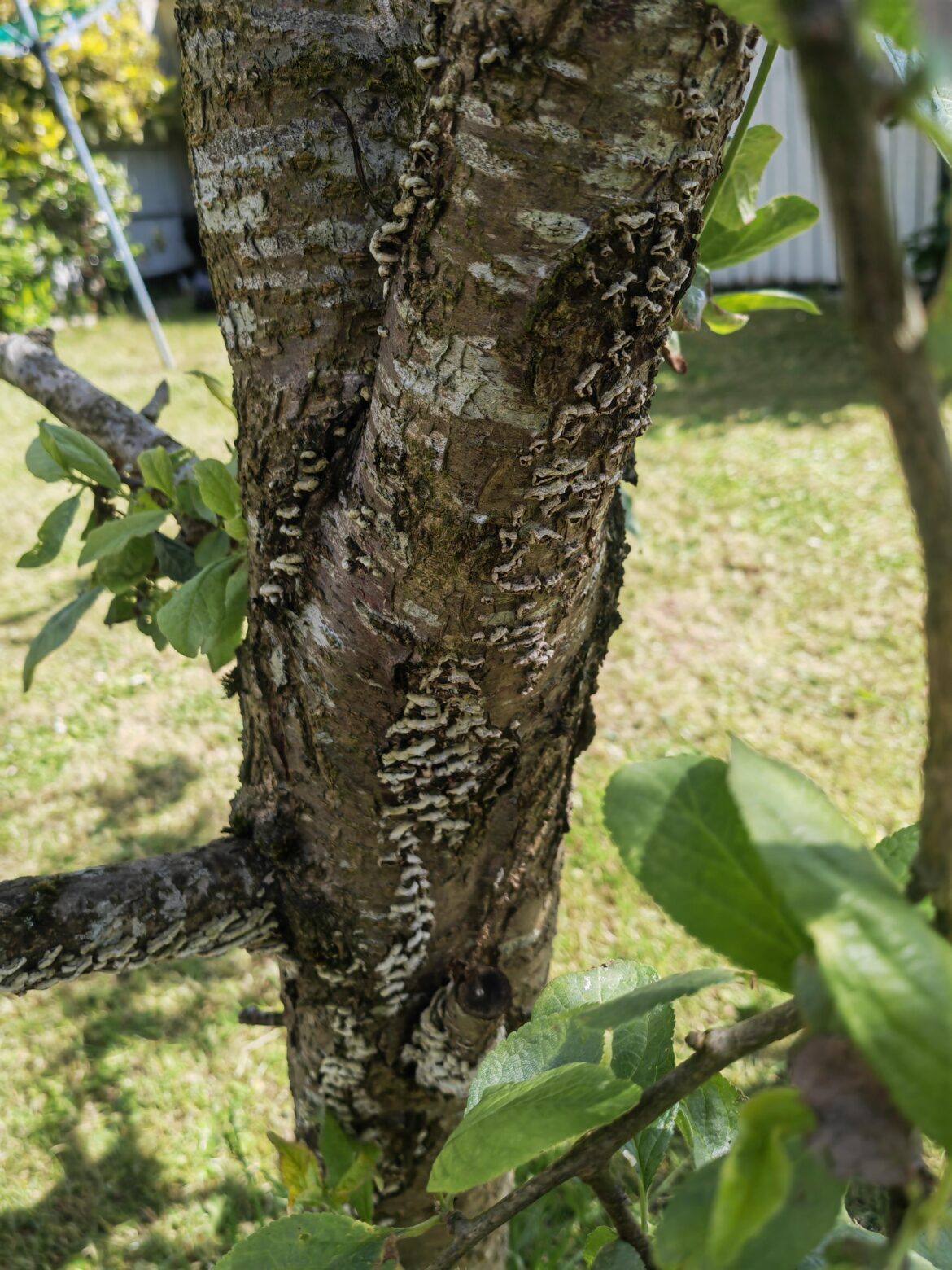 Is my plum tree diseased? Is my plum tree diseased?