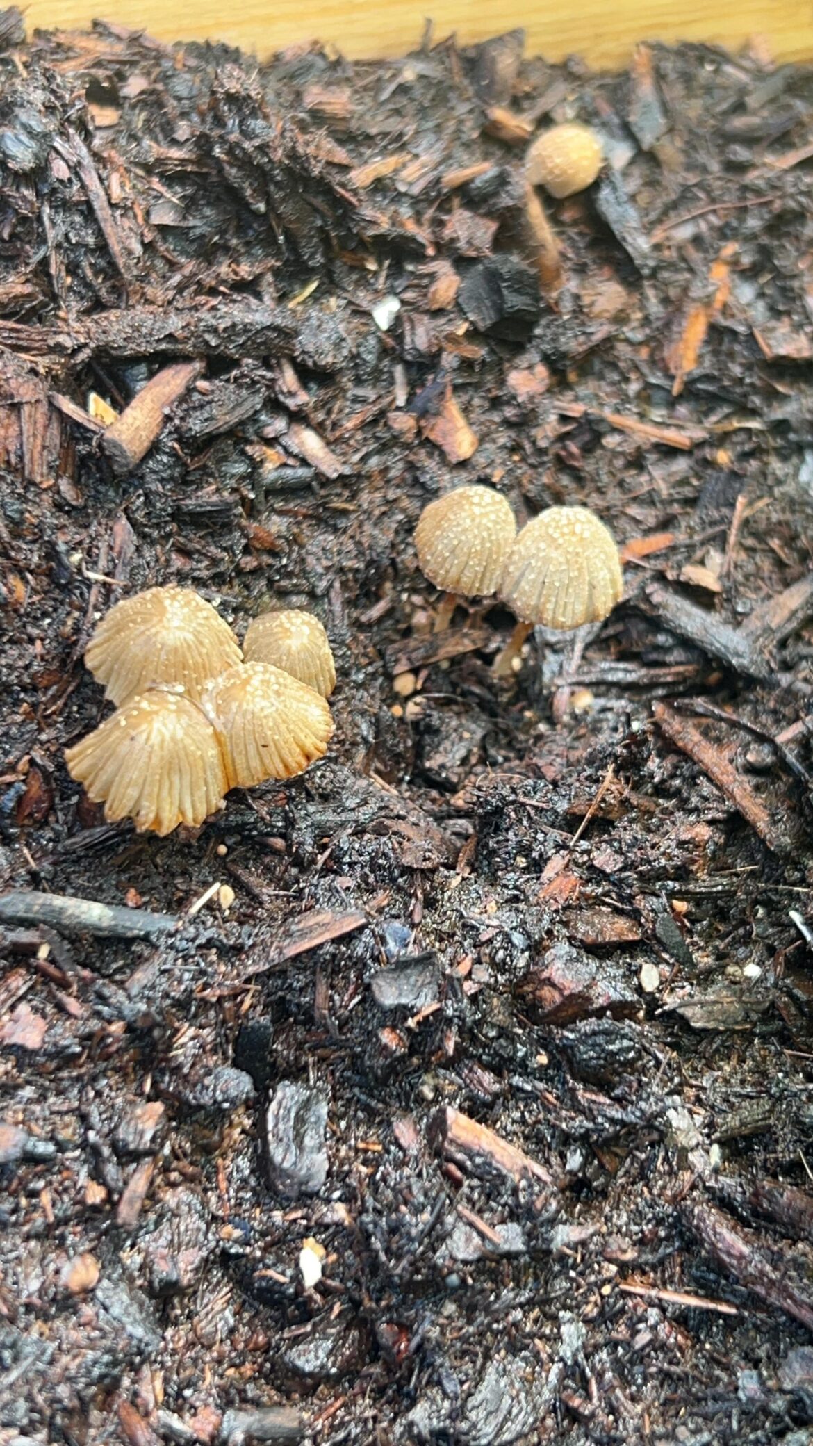 Hello! Can anyone help me please ? This is my first time growing vegetables (or anything really lol) and found this mushroom next to my cucumber plant in my raised garden bed. Should I be worried?