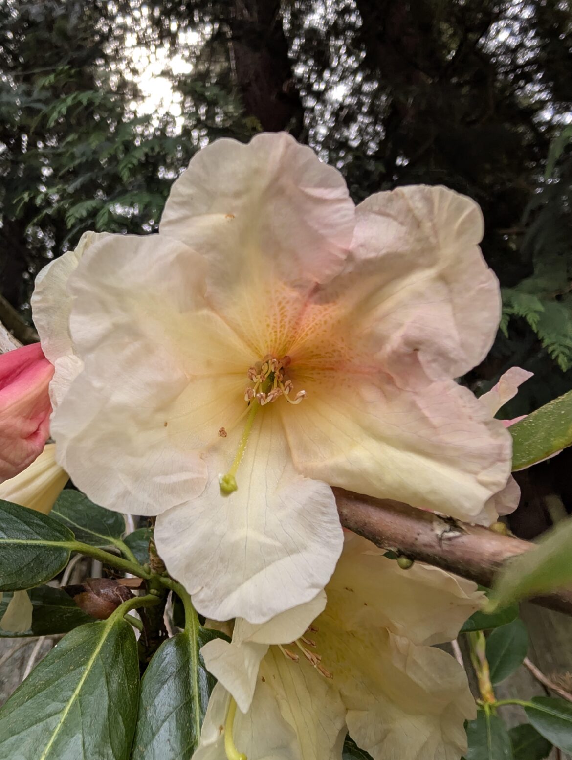 Rhododendron 6