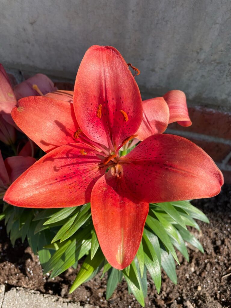 Vibrant lilies seen on my mental health walk