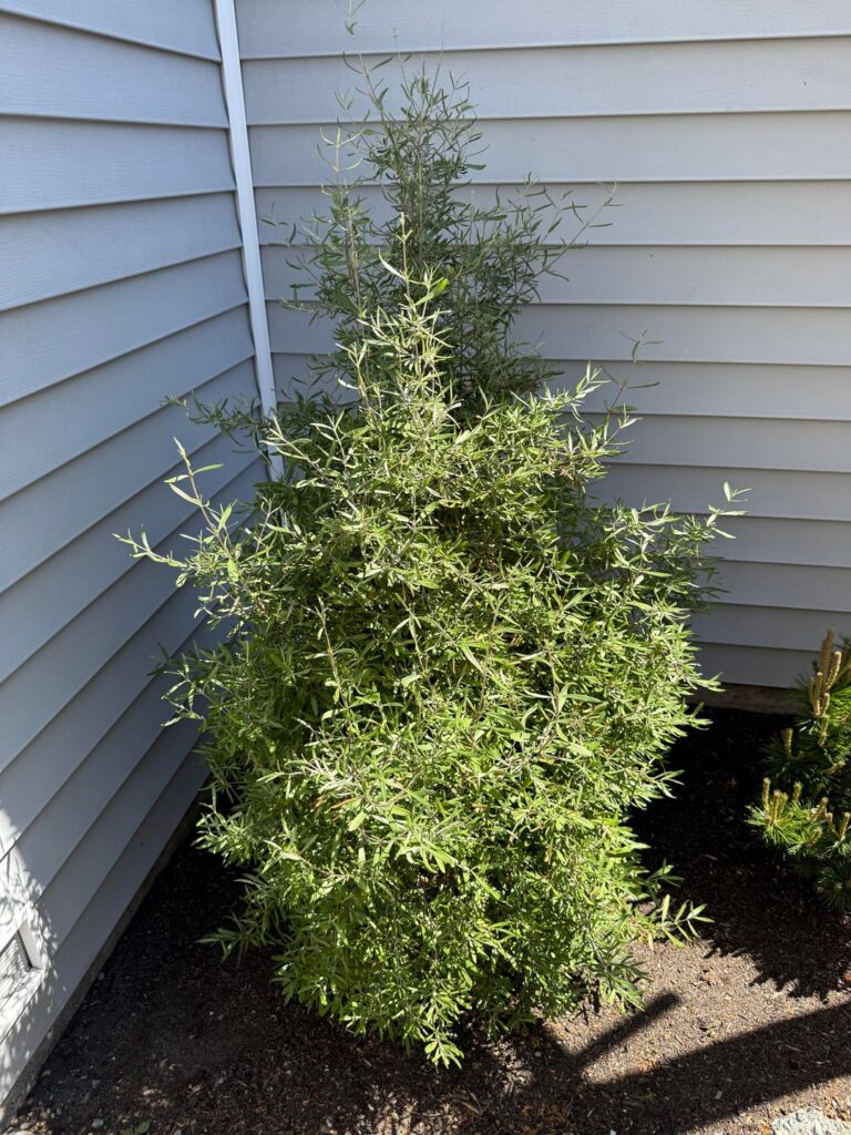 What’s this shrub in my backyard?🤔