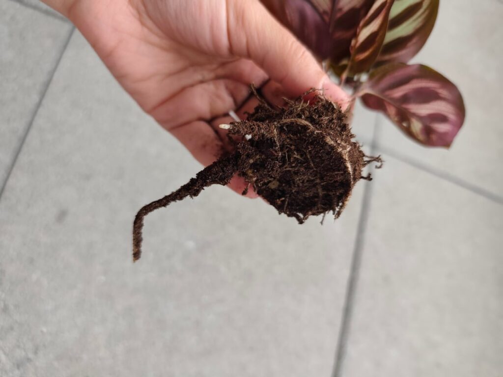 I downsizedmy calathea’s pot I downsizedmy calathea's pot