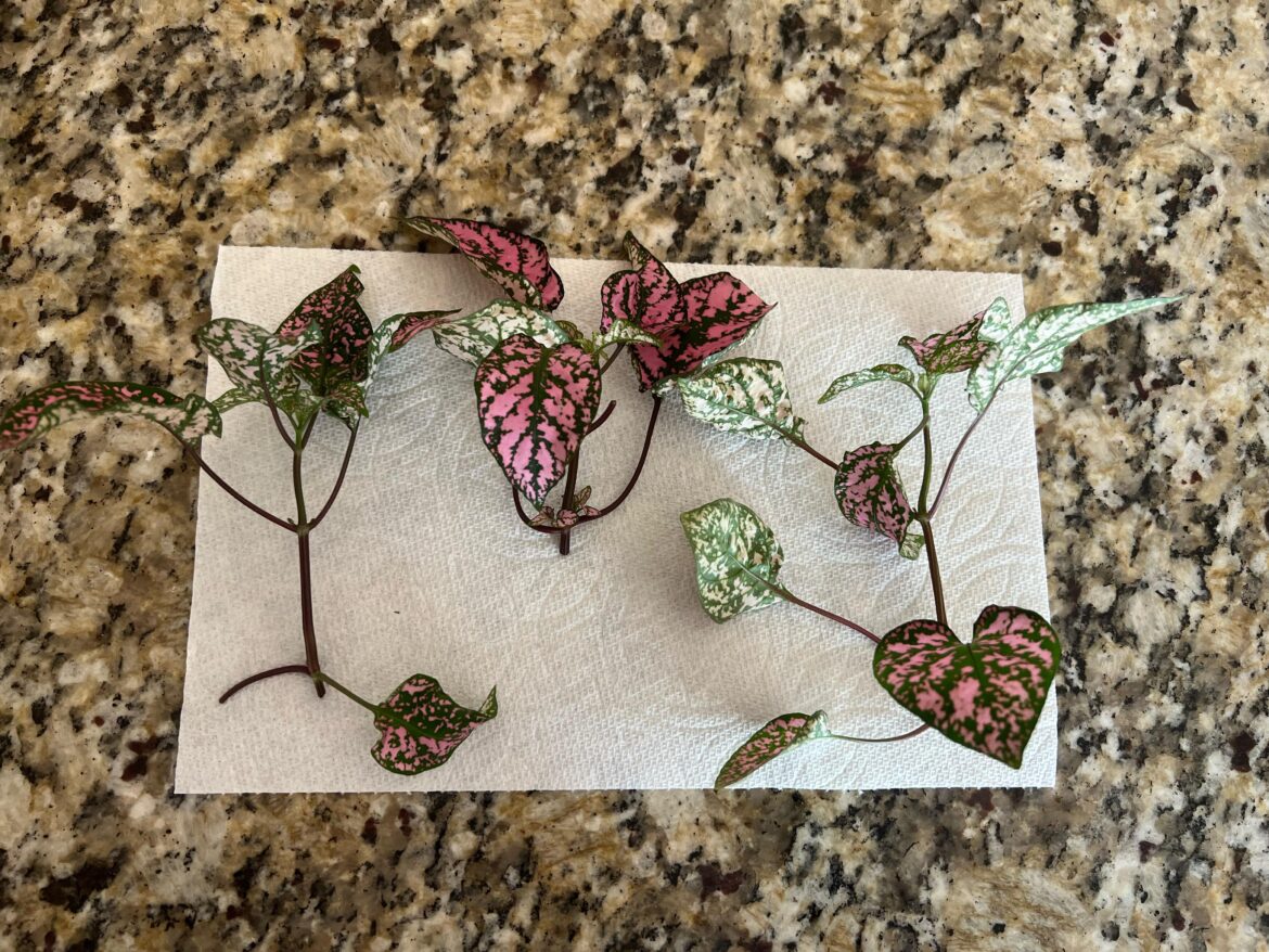 How many leaves do I remove to propagate? How many leaves do I remove to propagate?