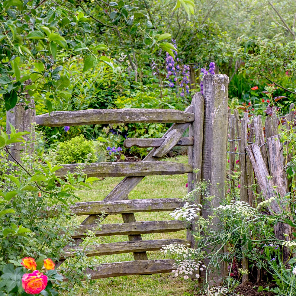 A rustic, wooden garden gate and fence in an English Cottage garden a rustic, wooden garden gate and fence in an english cottage garden