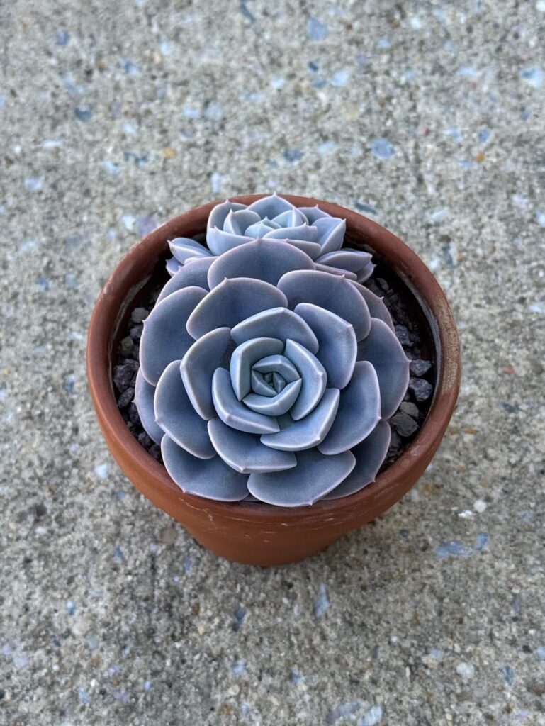 Unknown Echeveria - Four Years of Progress
