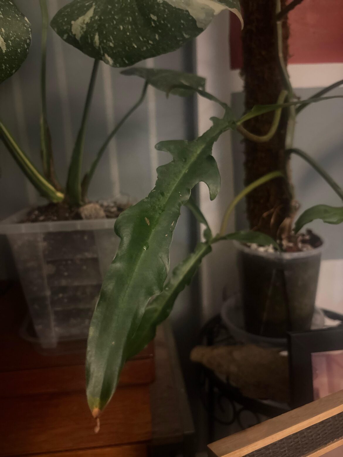 A philo that grows this type of foliage is said to be fooling plant munchers into thinking it’s been eaten.🤔