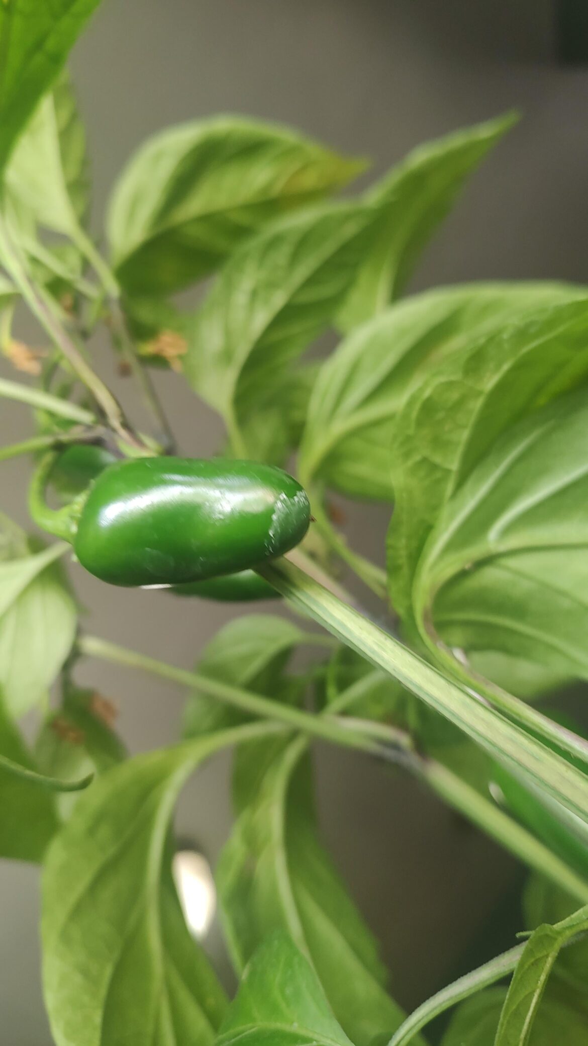White stuff on bottom of pepper plant. jalapeno White stuff on bottom of pepper plant. jalapeno