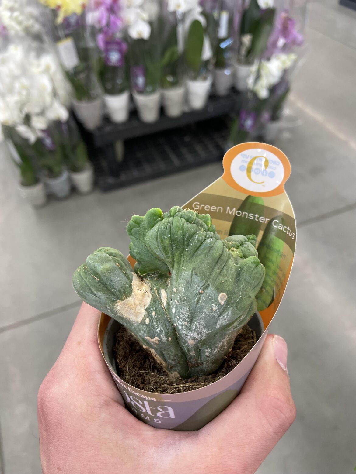 Just got this ugly little Bolivian torch from the Walmart, tips?