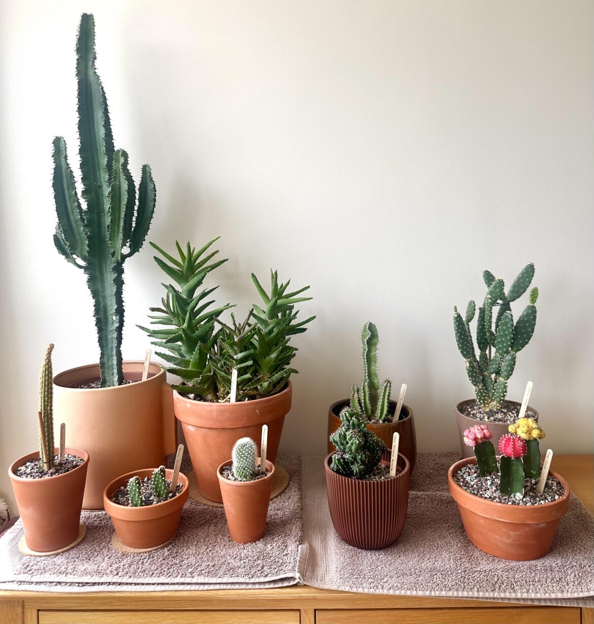 Cactus Collection 🌵