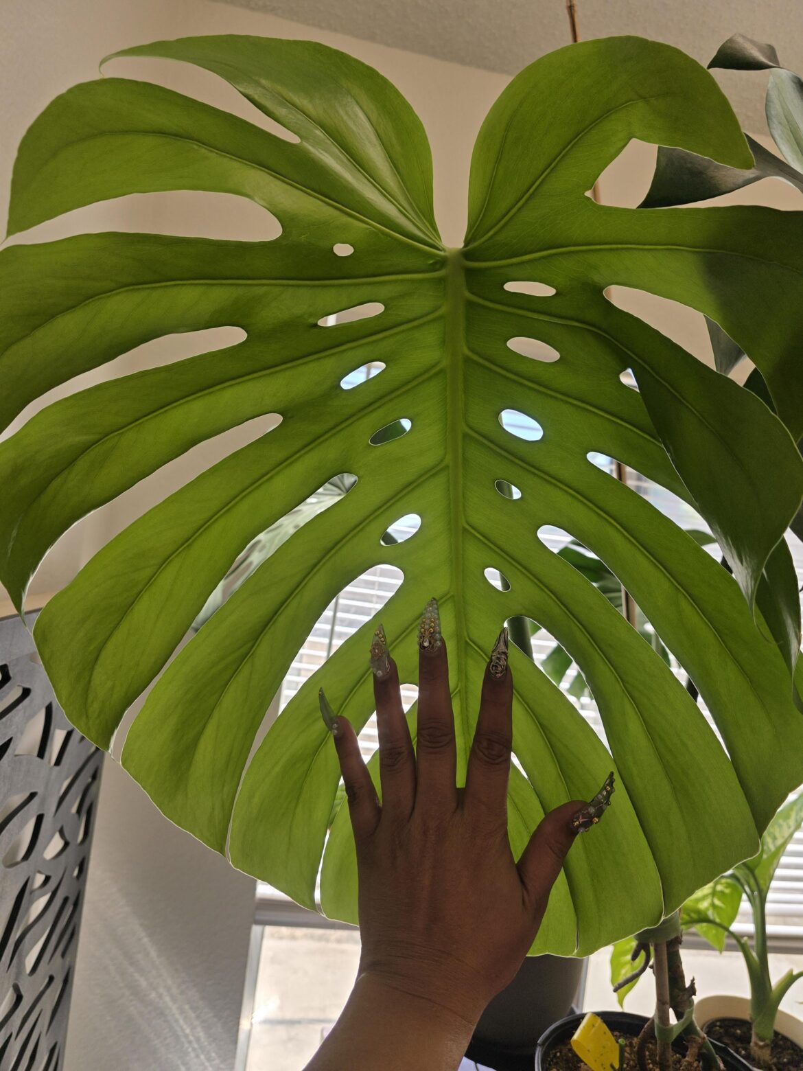 A brand new leaf! 🍃 I don't have any plant loving friends near me & I wanted to share this with people who would appreciate this stunning new growth. Absolutely beautiful!!