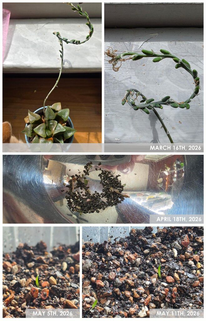 [Update!] H. Comptoniana went crazy with self-pollinating