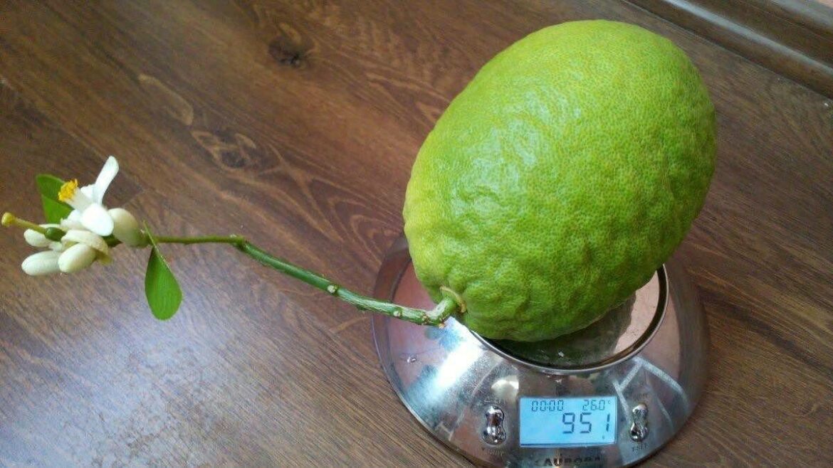 Лимон Пандероза. C. Lemon Panderosa.