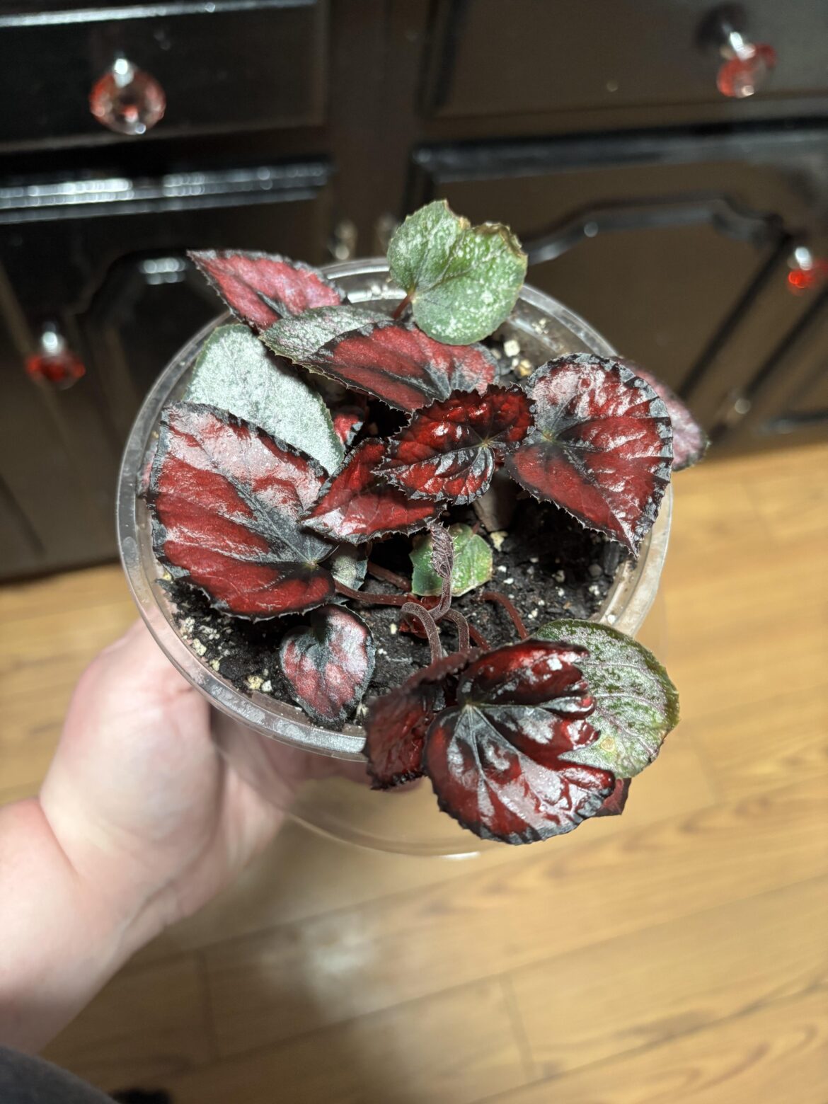 what kind of rex begonia is this?
