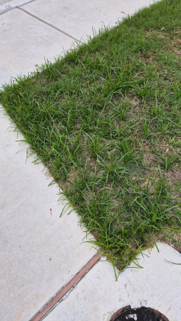 What's taking over my yard?