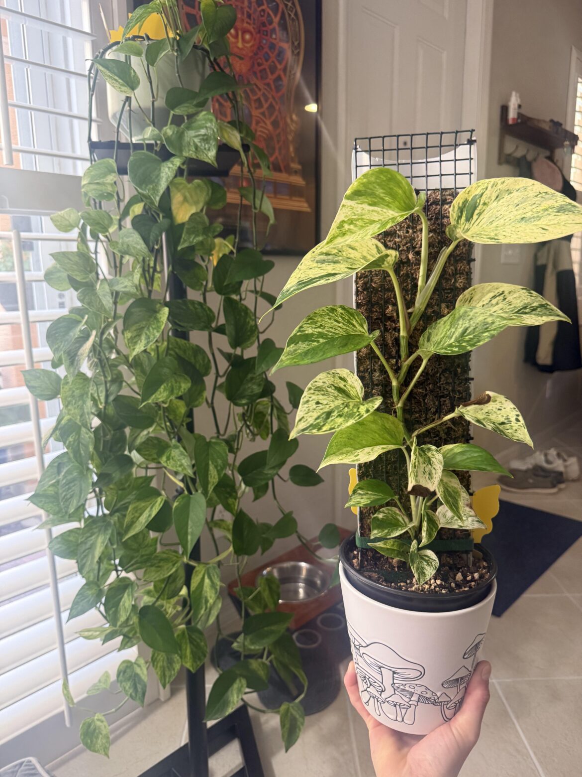 Letting your pothos climb a pole is so underrated. I like this one WAY better than my trailing one