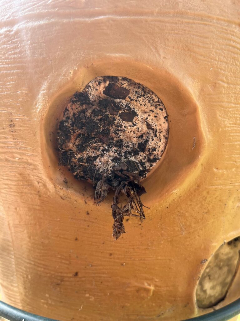 Potting Soil in Strawberry Pot Turned White. Presumably a fungus, but is it acceptable fungus?