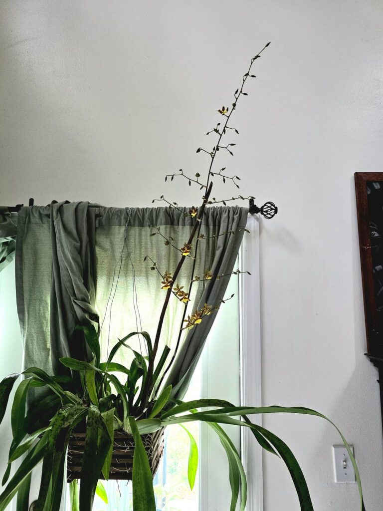Updqte on this massive spike. Lovely and sharp floral scent.