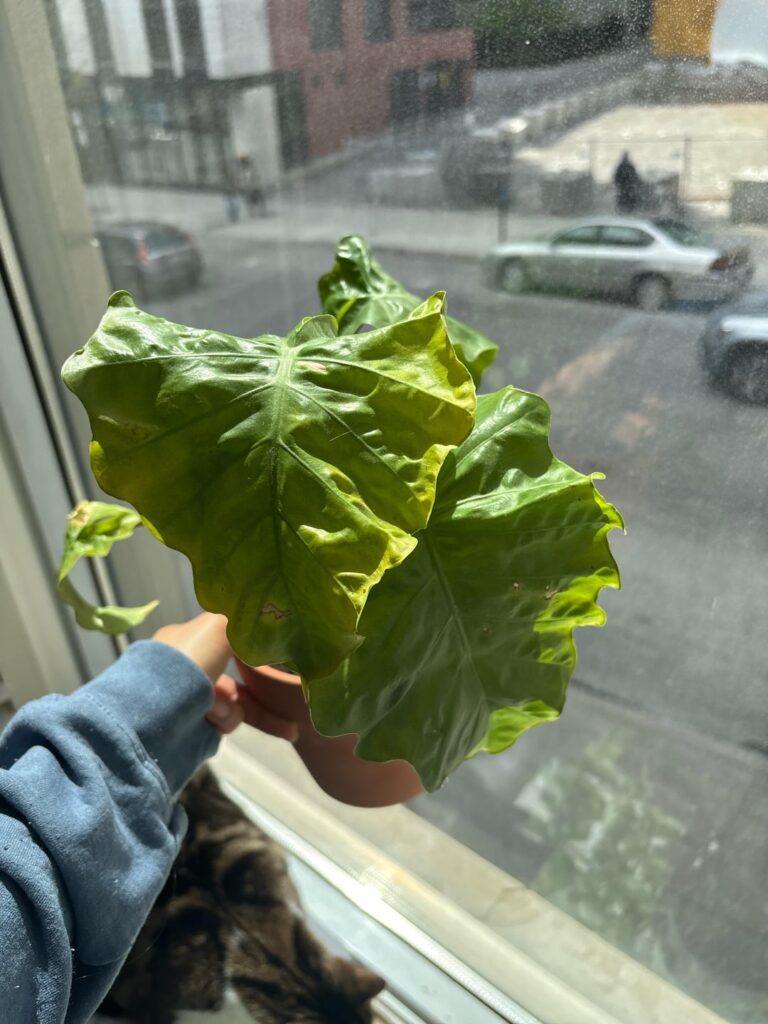 Help with elephant ear