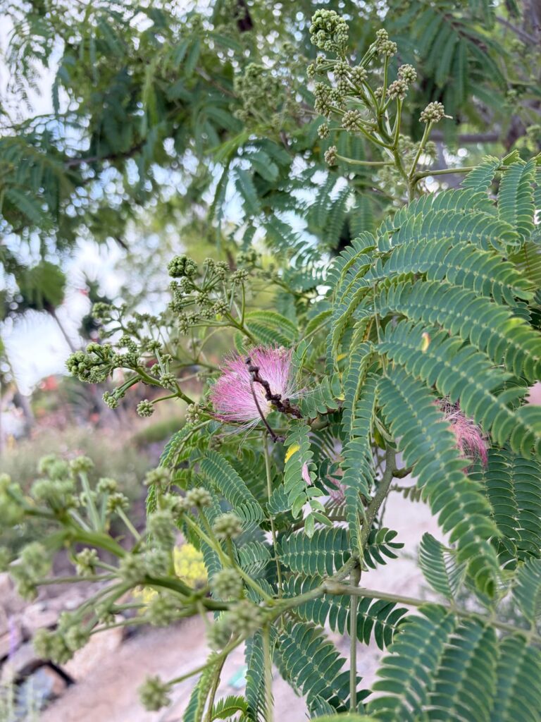 Is this a jacaranda?