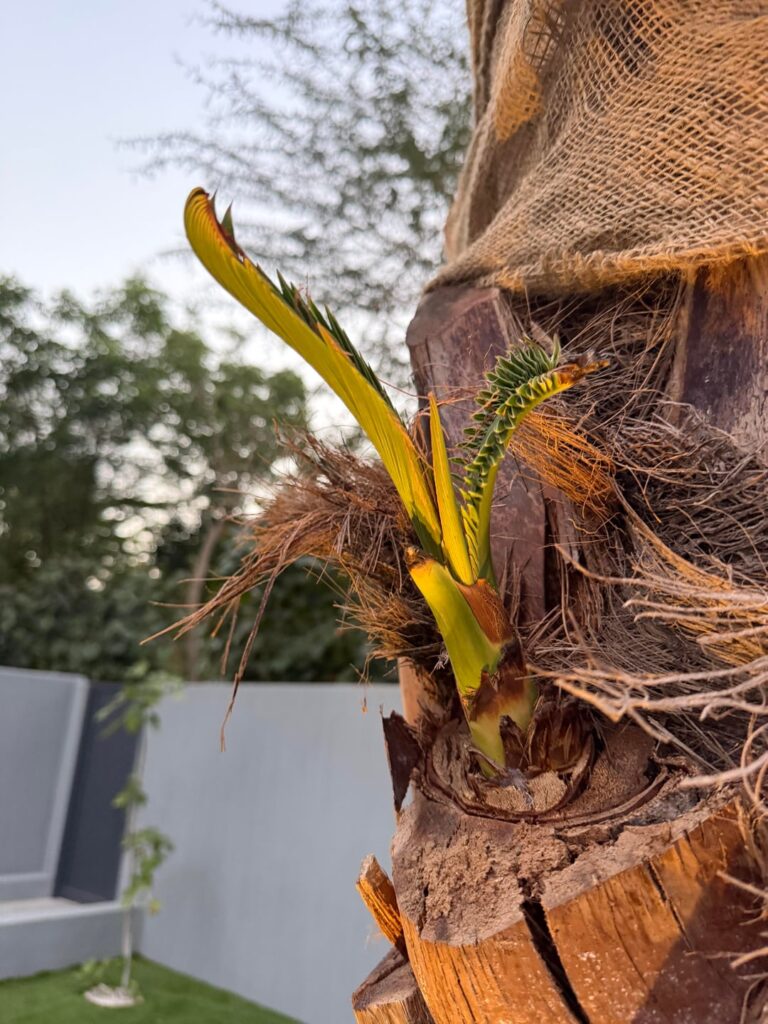 Palmtree is getting sprouts like these, what to do with them? Palmtree is getting sprouts like these, what to do with them?