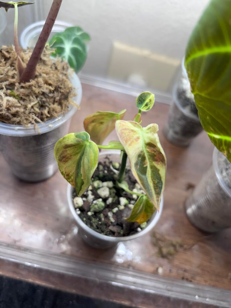 Best medium for Variegated Melanochrysum Best medium for Variegated Melanochrysum