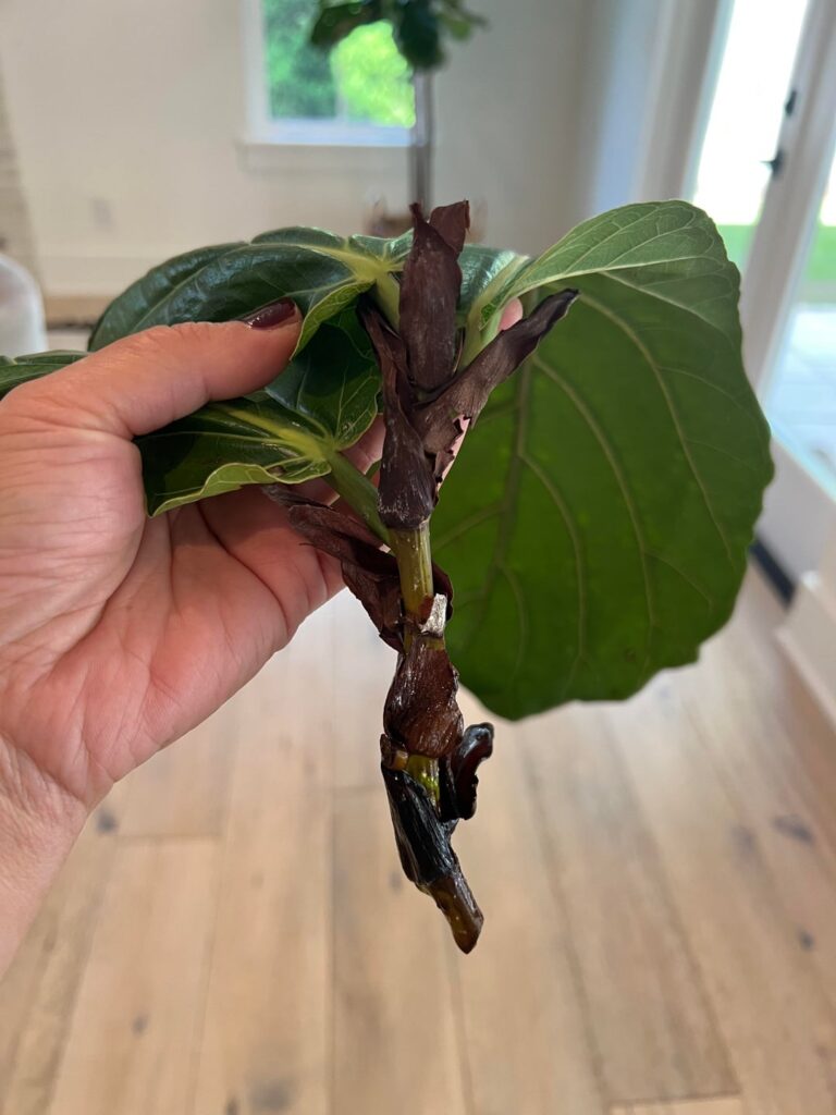 Anyone successful with propagating? Anyone successful with propagating?