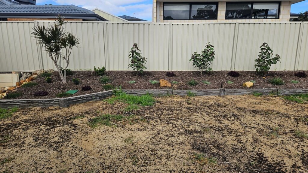 When to prune cotton wood Hibiscus for eventual topiary type look? Perth When to prune cotton wood Hibiscus for eventual topiary type look? Perth
