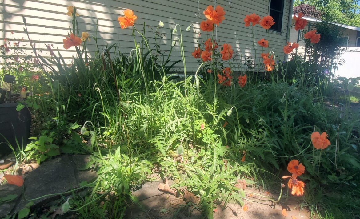 My poppys are my favorite spring flowers. This year they are standing extra tall.