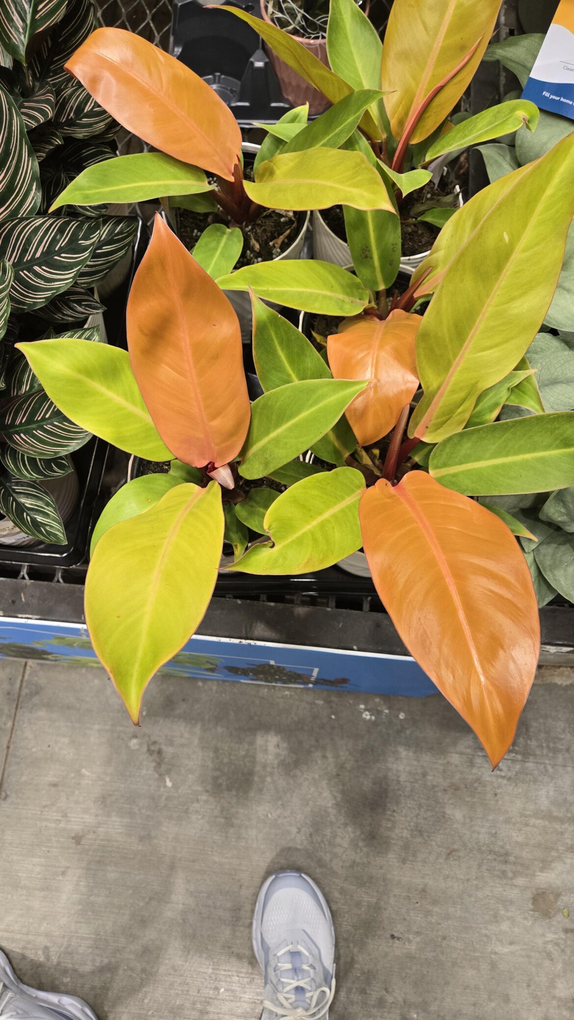 What type is this?