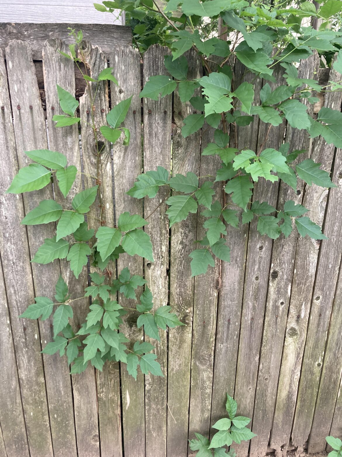 leaves of three