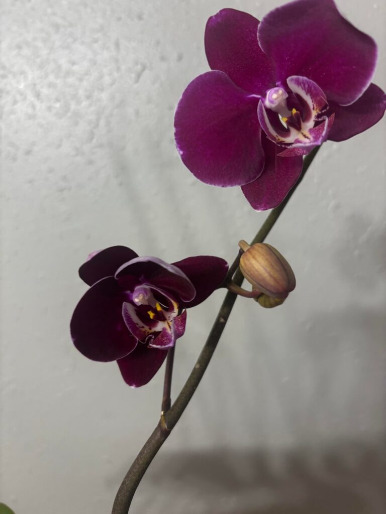 Advice on being a first time orchid mom Advice on being a first time orchid mom