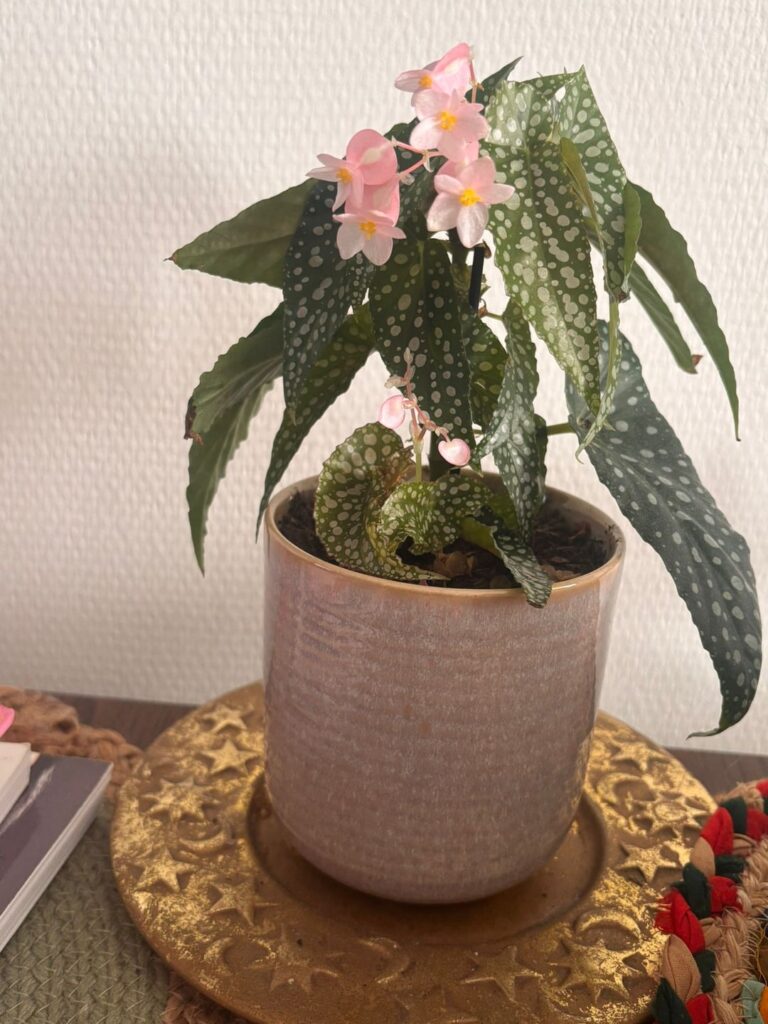 My spot begonia in bloom