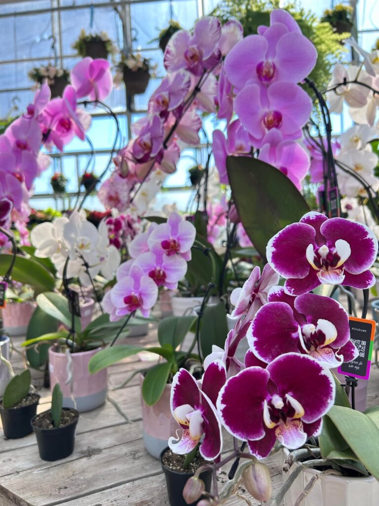 Orchid selection at our local nursery