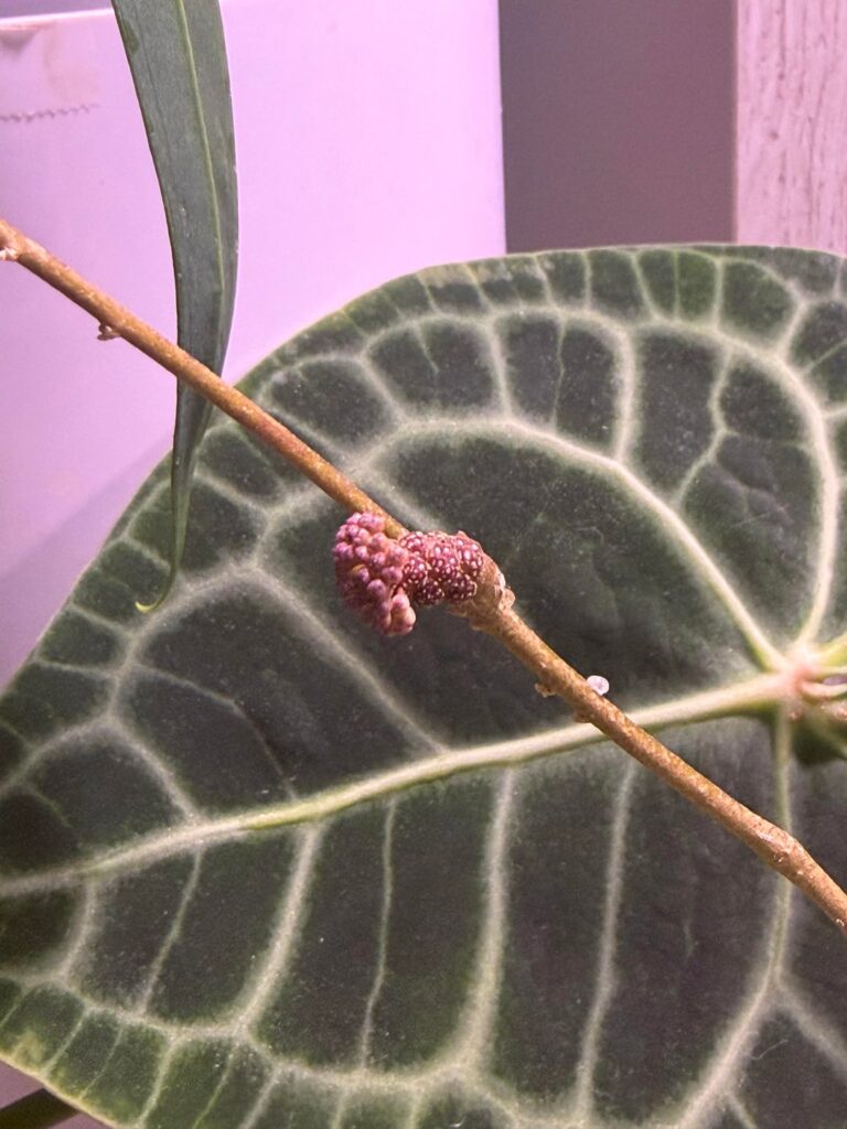 What’s going on with this guy? Third attempt at making a flower, always drops them right before it’s suppose to bloom