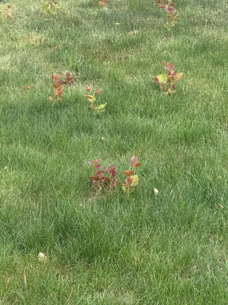 How do I stop or kill these without hurting the grass?