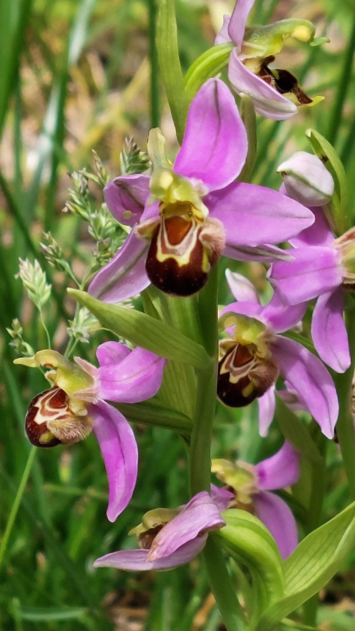 Ophrys apifera